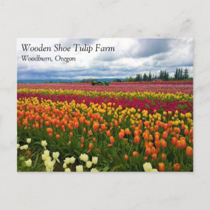 Beautiful Tulip Field, Oregon Postcard