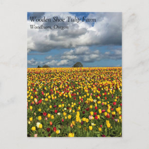 Beautiful Tulip Field, Oregon Postcard