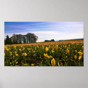 Beautiful Tulip Field, Oregon Poster