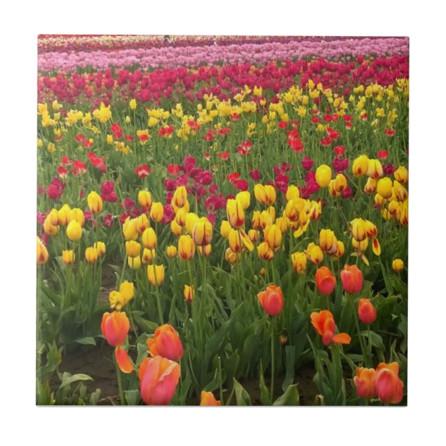 Beautiful Tulip Field, Oregon Tile (Front)