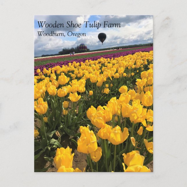 Beautiful Tulip Field with Hot Air Balloon, Oregon Postcard (Front)