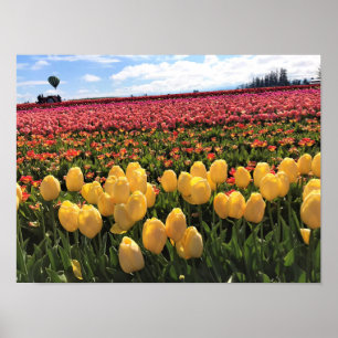 Beautiful Tulip Field with Hot Air Balloon, Oregon Poster