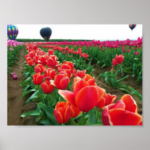 Beautiful Tulip Field with Hot Air Balloons Poster