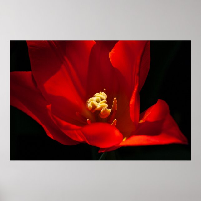 Beautiful Tulip Flower Photography  Poster (Front)