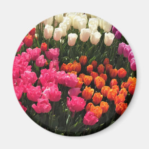 Beautiful Tulip Garden Bed, Oregon Magnet