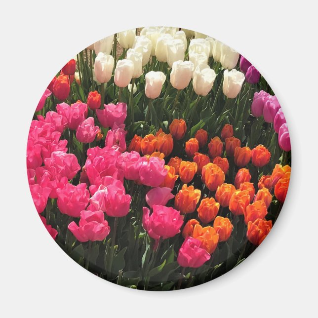 Beautiful Tulip Garden Bed, Oregon Magnet (Front)