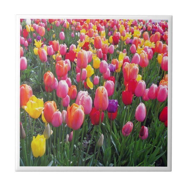 Beautiful tulip photo design photo. tile (Front)