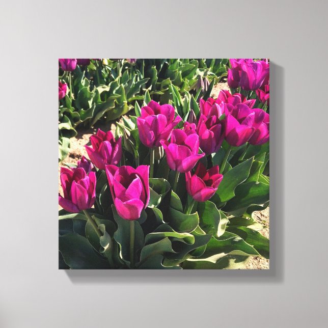 Beautiful Tulips Canvas Print (Front)