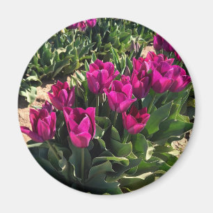 Beautiful Tulips Magnet