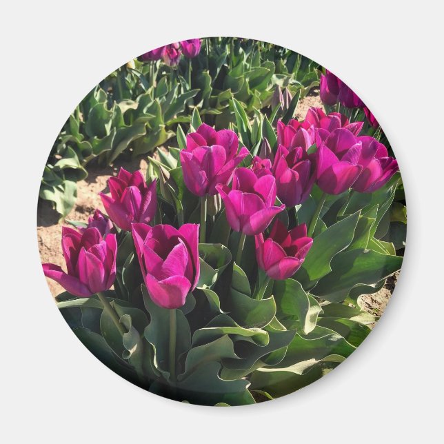 Beautiful Tulips Magnet (Front)