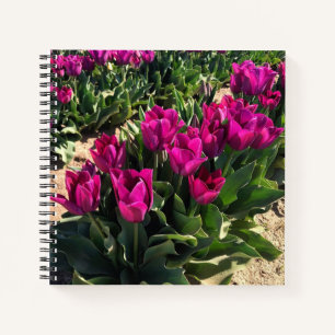 Beautiful Tulips Notebook