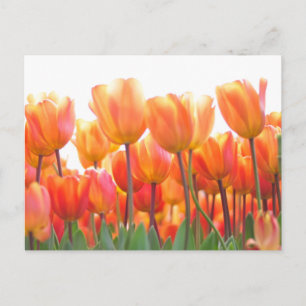 Beautiful tulips postcard