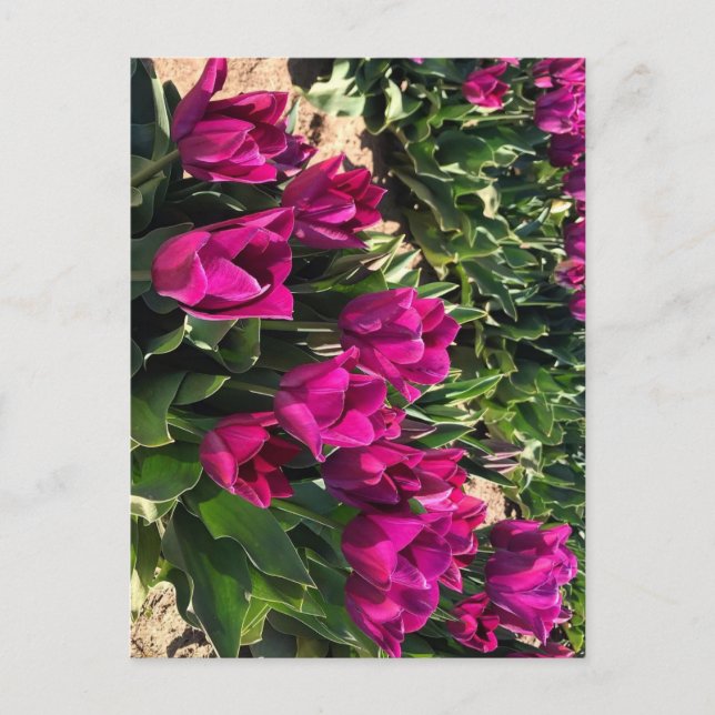 Beautiful Tulips Postcard (Front)