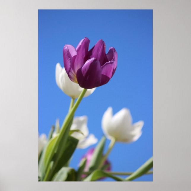 Beautiful Tulips Poster (Front)