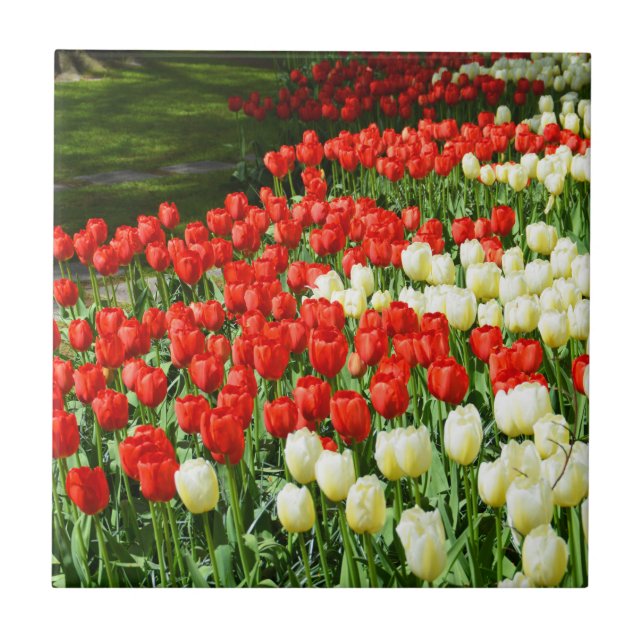 Beautiful tulips tile (Front)
