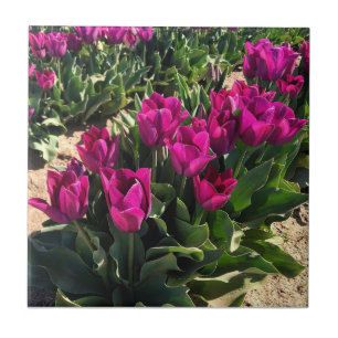Beautiful Tulips Tile