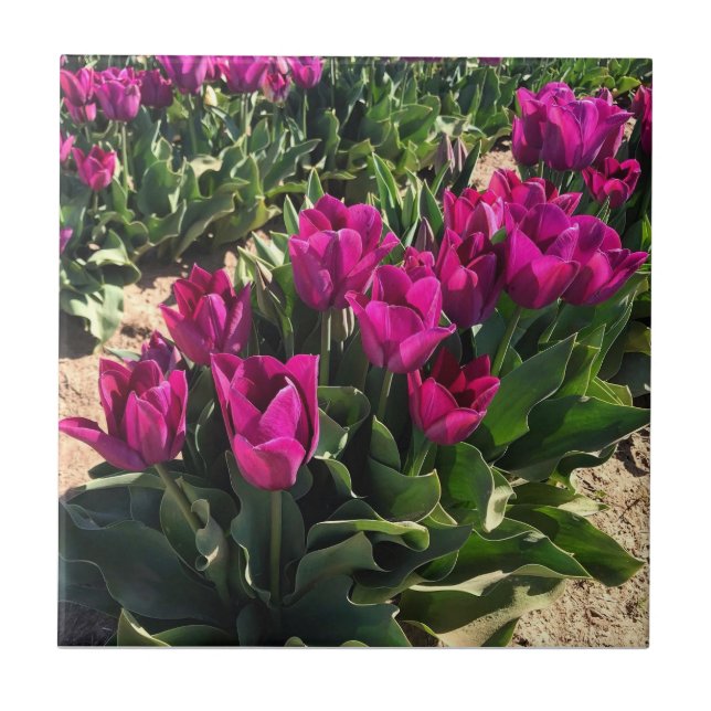 Beautiful Tulips Tile (Front)