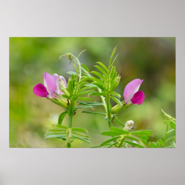 Beautiful Twin Everlasting Pea Poster (Front)