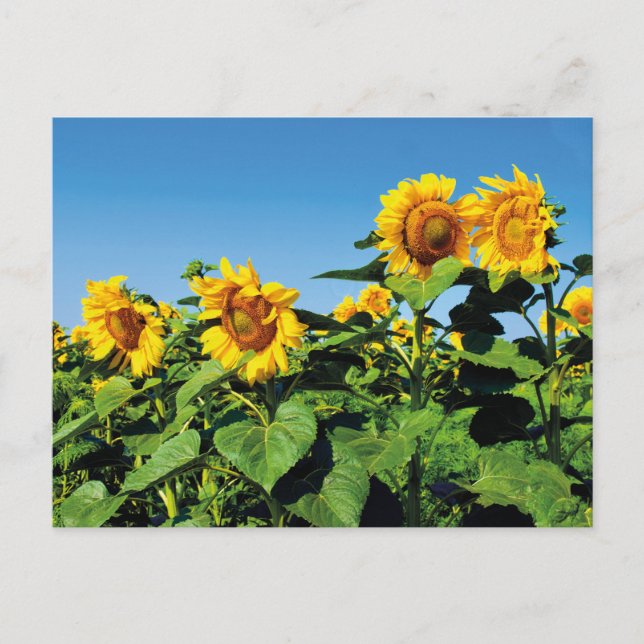 Beautiful Ukrainian Sunflowers Postcard (Front)