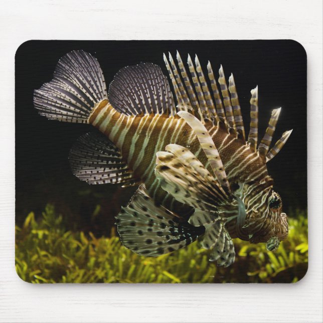 Beautiful Underwater Close-Up of a Lion Fish Mouse Mat (Front)