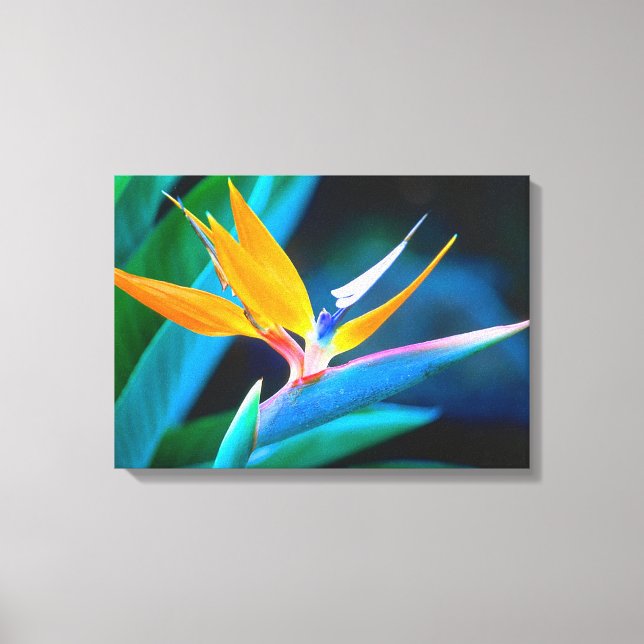 Beautiful Unique Bird of Paradise Canvas (Front)