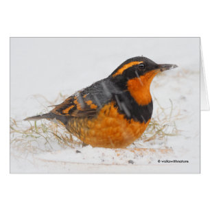 Beautiful Varied Thrush Songbird in the Snow