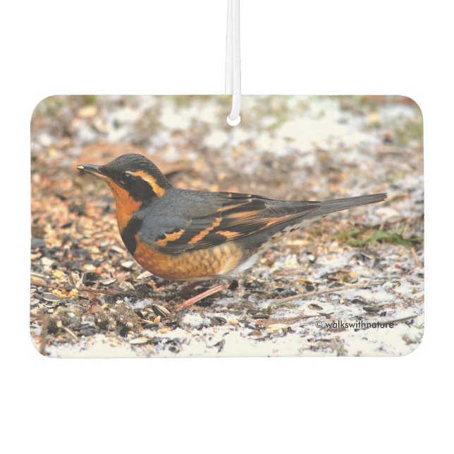 Beautiful Varied Thrush Songbird in the Snow Car Air Freshener (Front)