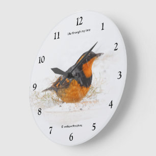 Beautiful Varied Thrush Songbird in the Snow Large Clock
