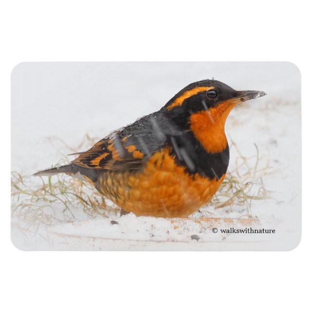 Beautiful Varied Thrush Songbird in the Snow Magnet (Horizontal)