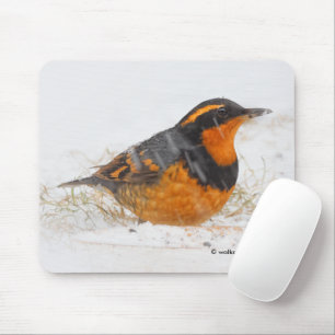 Beautiful Varied Thrush Songbird in the Snow Mouse Mat