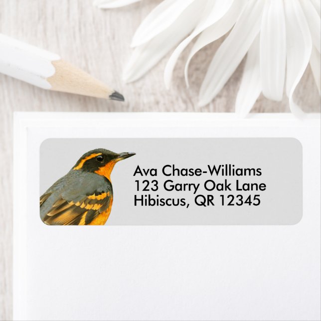 Beautiful Varied Thrush Songbird in the Tree (Insitu)