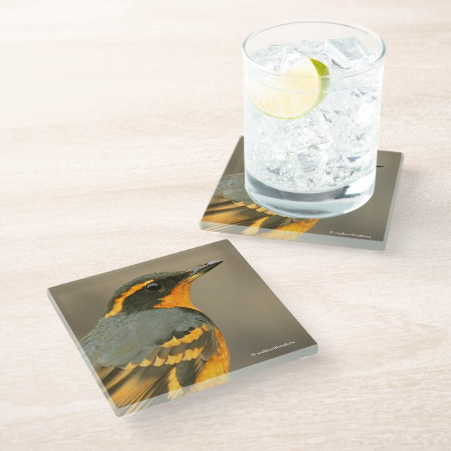 Beautiful Varied Thrush Songbird in the Tree Glass Coaster (Angled)