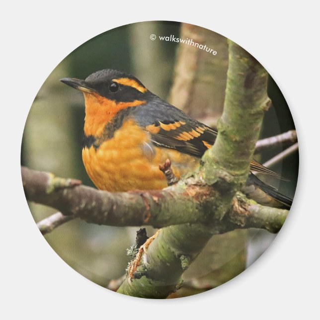 Beautiful Varied Thrush Songbird in the Tree Magnet (Front)