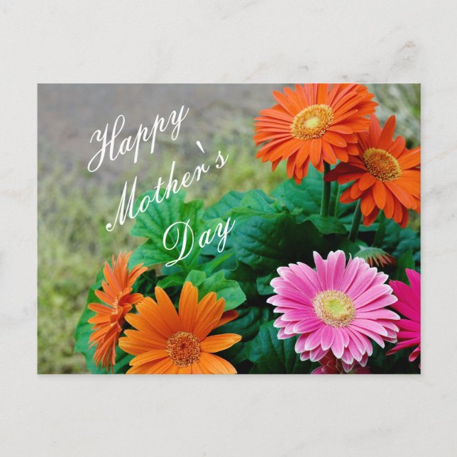 Beautiful Vibrant Mother's Day Gerbera Daisy Card (Front)