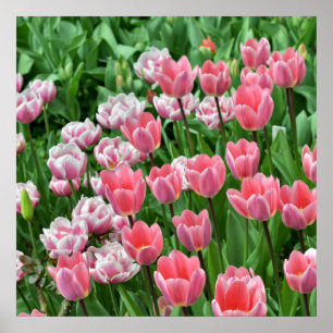 Beautiful view of field of pink tulips poster