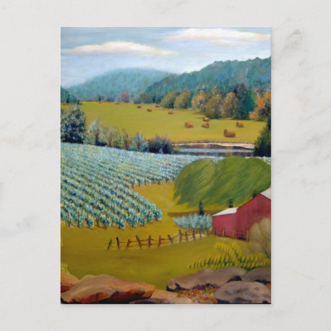 Beautiful Vineyard on Augusta Missouri Farm Postcard (Front)