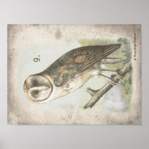 Beautiful Vintage Barn Owl poster. Poster