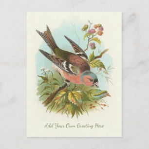 Beautiful Vintage Bird Add Your Own Greeting Postcard