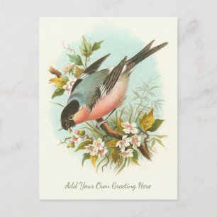 Beautiful Vintage Bird Add Your Own Greeting Postcard