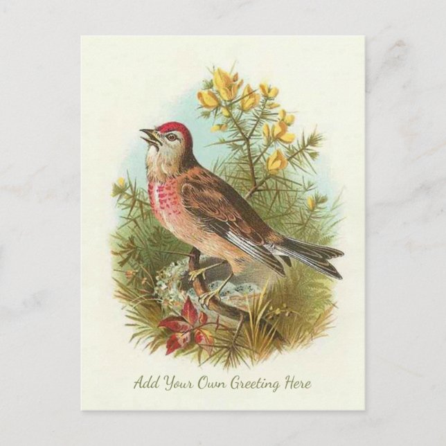 Beautiful Vintage Bird Add Your Own Greeting Postcard (Front)