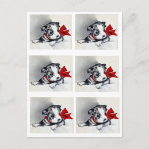 Beautiful Vintage Boston Terrier Puppy Postcard