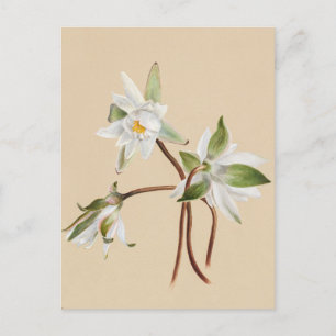 Beautiful Vintage Botanical Illustration  Postcard