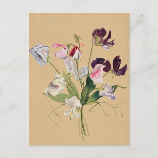 Beautiful Vintage Botanical Illustration  Postcard (Front)