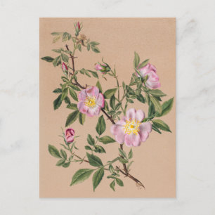 Beautiful Vintage Botanical Illustration  Postcard