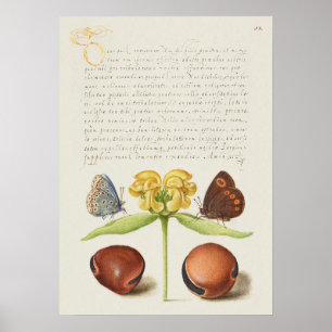 Beautiful Vintage Botanical Illustration Poster