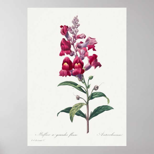Beautiful Vintage Botanical Illustration Poster (Front)