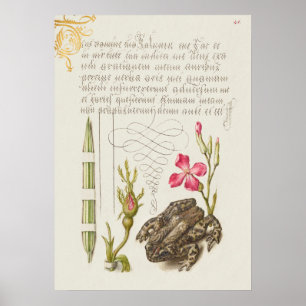 Beautiful Vintage Botanical Illustration Poster