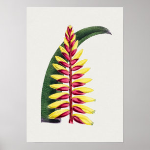 Beautiful Vintage Botanical Illustration Poster