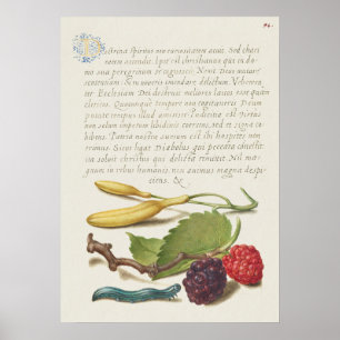 Beautiful Vintage Botanical Illustration Poster