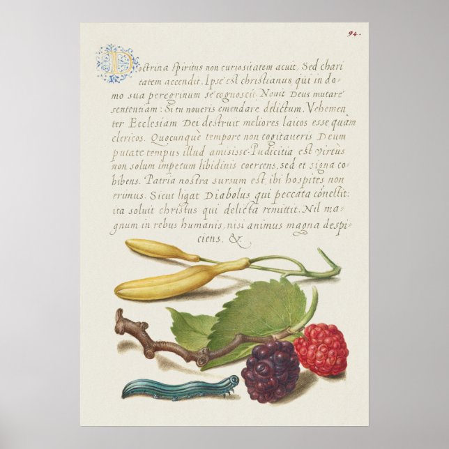 Beautiful Vintage Botanical Illustration Poster (Front)